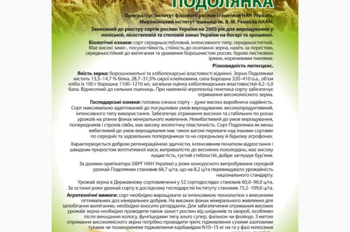 Насіння озимої пшениці Подолянка (еліта) від виробника- фото № 1