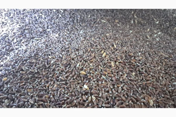 Продаж пшениці Чорноброва, 200 тонн- фото № 1