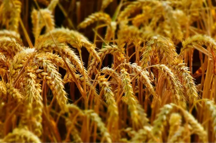 Елітні насіння канадської пшениці на продаж- фото № 5