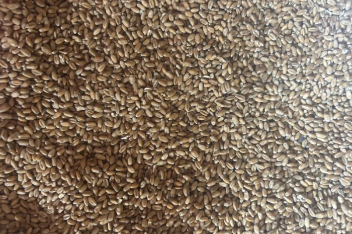 Продаж насіння ранньої пшениці Ріно- фото № 1