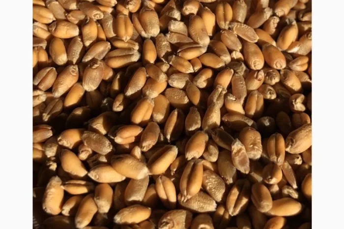 Пшениця Петрос DSV на продаж- фото № 1