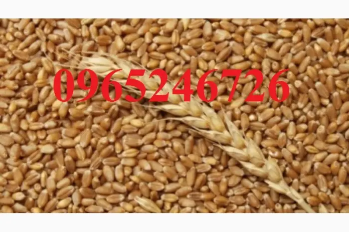 Продается озимая пшеница 2.5 тонны, без химических добавок- фото № 1