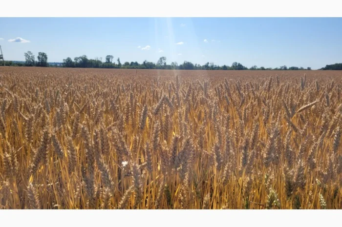 Продаж насіння озимої пшениці- фото № 1