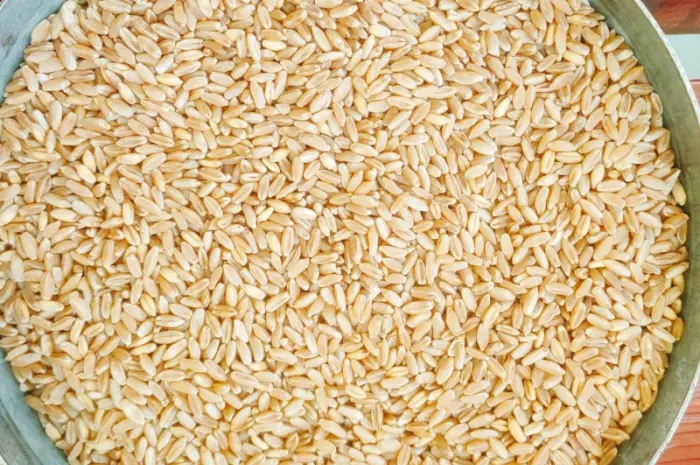 Насіння озимої твердої пшениці Крейсер, перша репродукція- фото № 1