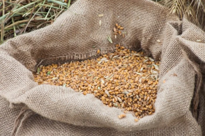 Закупівля зернових відходів та некондиційної агропродукції- фото № 1