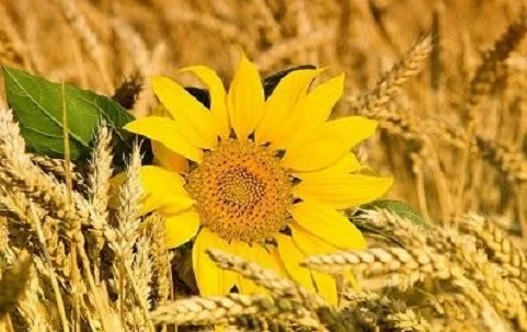 Закупівля зерновідходів та некондиційних продуктів- фото № 1