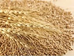 Покупка некондиції та побічних продуктів переробки- фото № 1