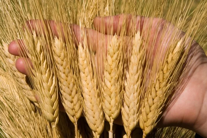 Закуповуємо некондицію та зерновідходи- фото № 1