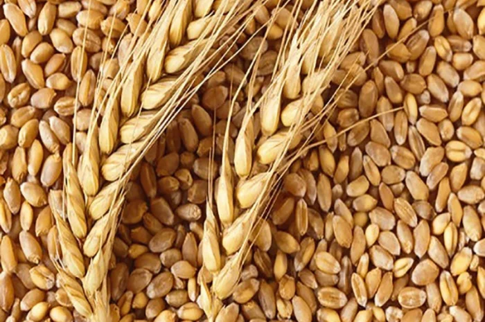 Закупівля побічних продуктів зернових- фото № 1