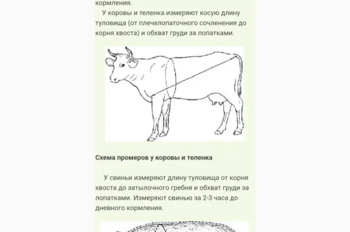 Куплю говядину- фото № 1