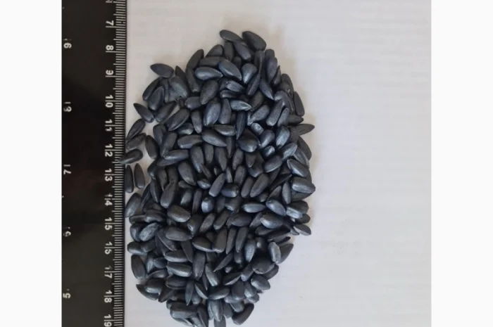 Насіння соняшнику НС Таурус (гібрид стійкий до Євро- Лайтінгу- фото № 1