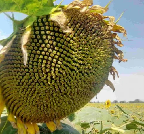 Насіння соняшнику НС Х 8005 (гібрид стійкий до гранстару- фото № 1