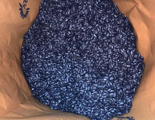 Насіння соняшнику НС Оскар (гібрид стійкий до гранстару- фото № 1