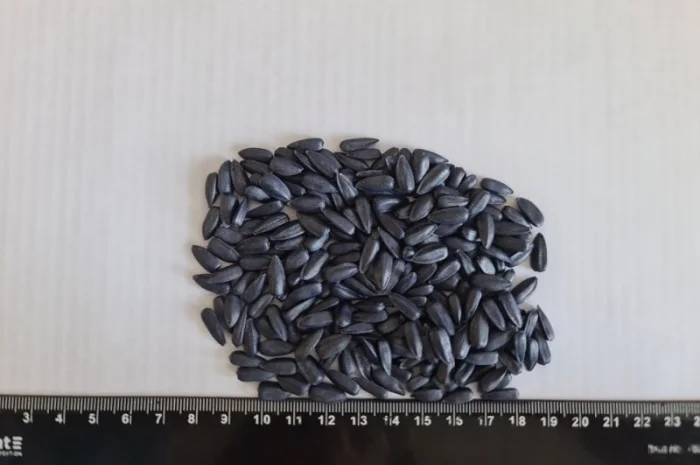 Насіння соняшнику НС Х 8002 (гібрид стійкий до гранстару- фото № 2