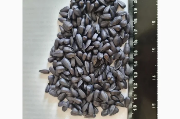 Насіння соняшнику НС Х 6045 (гібрид стійкий до Євро-Лайтінгу- фото № 1