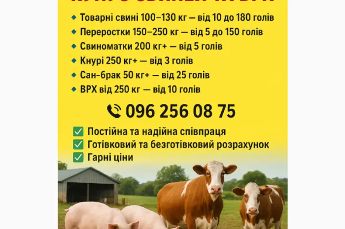 Куплю свиней- фото № 1