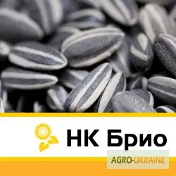 Семена подсолнечника "НК Брио"- фото № 1