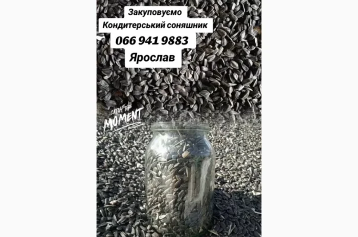 Закуповуємо Кондитерський соняшник- фото № 1