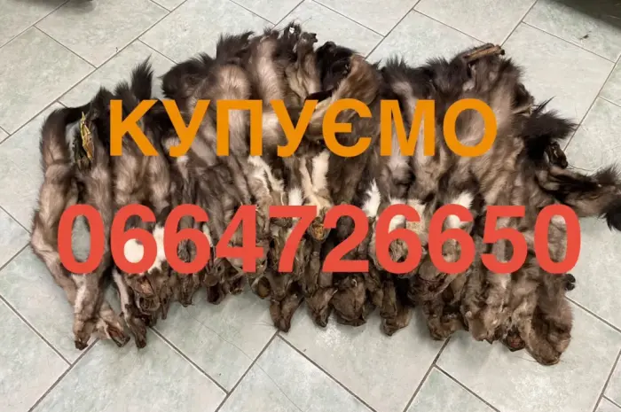 Шкуры куницы- фото № 1