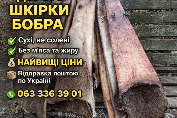 Куплю шкурки бобра сухие- фото № 1