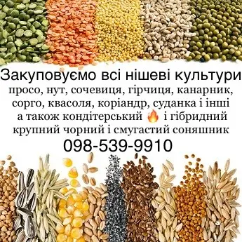Купуємо кондитерський соняшник а також КРУПНОГО розміру гібридний смугастий та чорний- фото № 1