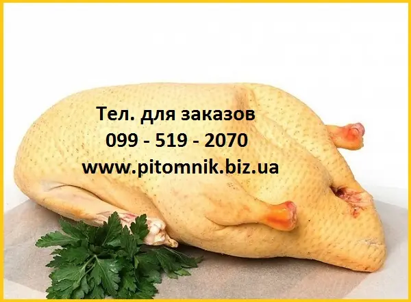 Мясо тушка мышечной утки шипуна индо-утки- фото № 1