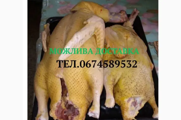 Продам тушки індокачок роздріб/ опт або живими- фото № 1