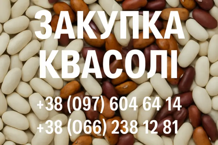 Купуємо квасолю різних сортів- фото № 1