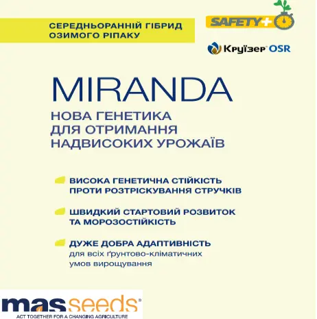 Насіння озимого ріпаку MIRANDA (Міранда)- фото № 1