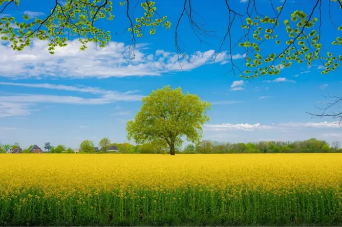 Наша компанія постійно закуповує Ріпак по всей території України- фото № 1