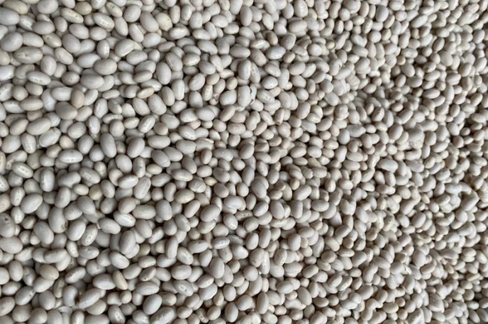 Продам квасолю Мавка- фото № 1