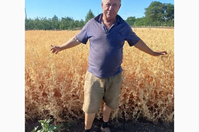 Яровой горох Esso – 10 тонн в продаже- фото № 2