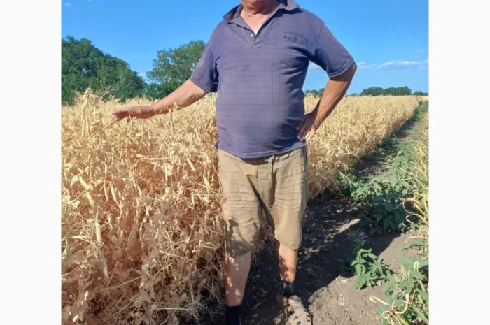 Яровой горох Esso – 10 тонн в продаже- фото № 3