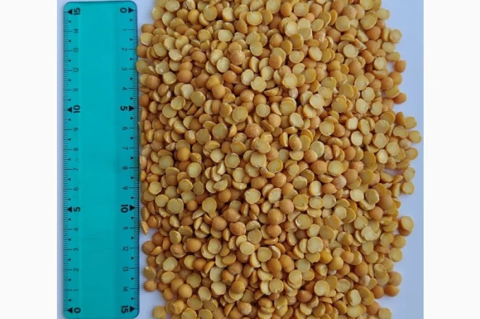Продам горох жовтий колотий- 110т- фото № 1