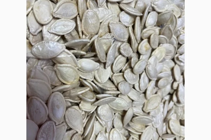 Продается качественное семя тыквы- фото № 1