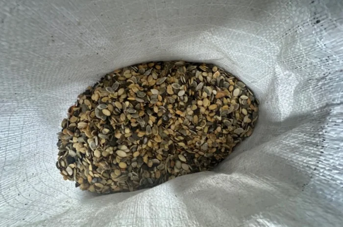 Продам голосімянні зернята на олію- фото № 1