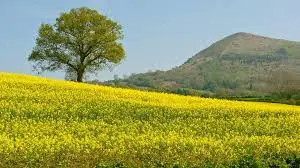 Дорого здійснюємо закупівлю Ріпаку Сої Соняшнику- фото № 1