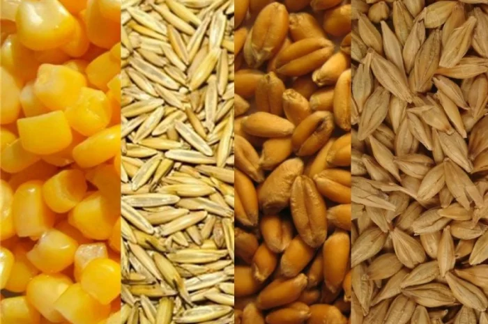 Закупаем подсолнечник- фото № 1