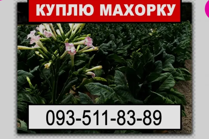 Ищу махорку от производителя- фото № 1