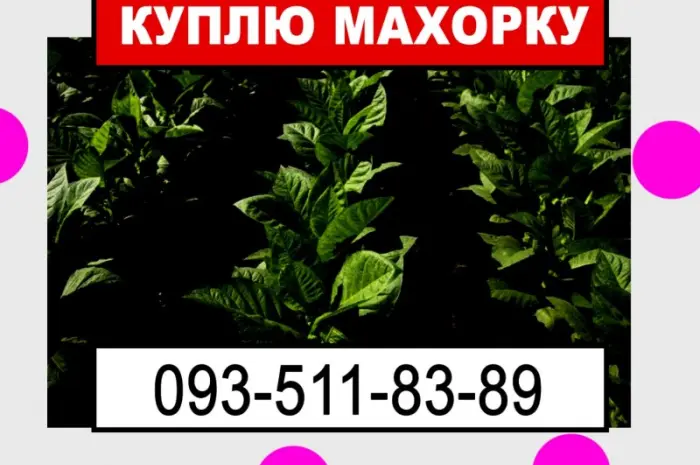Махорка для нас- фото № 1