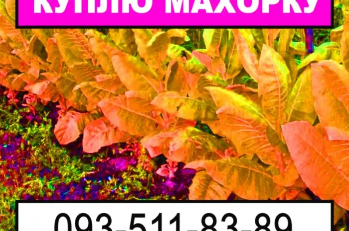 Закупка махорки- фото № 1