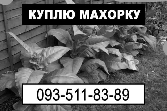 Махорка оптом- фото № 1