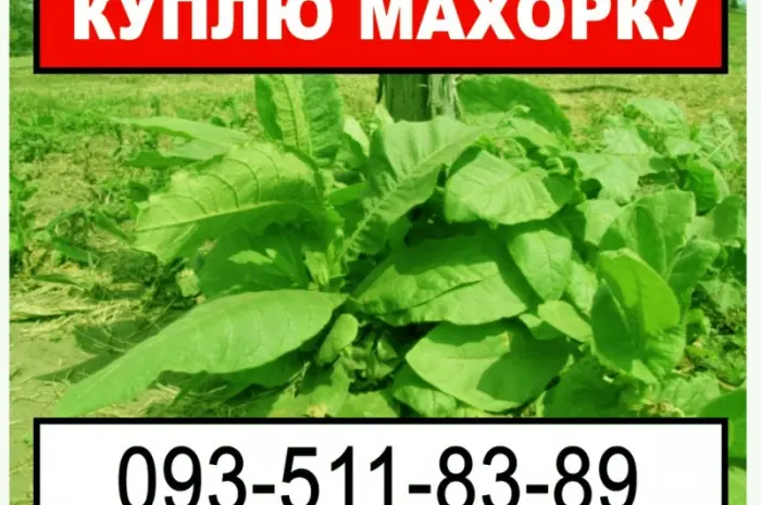 Купую махорку з Ваших грядок- фото № 1