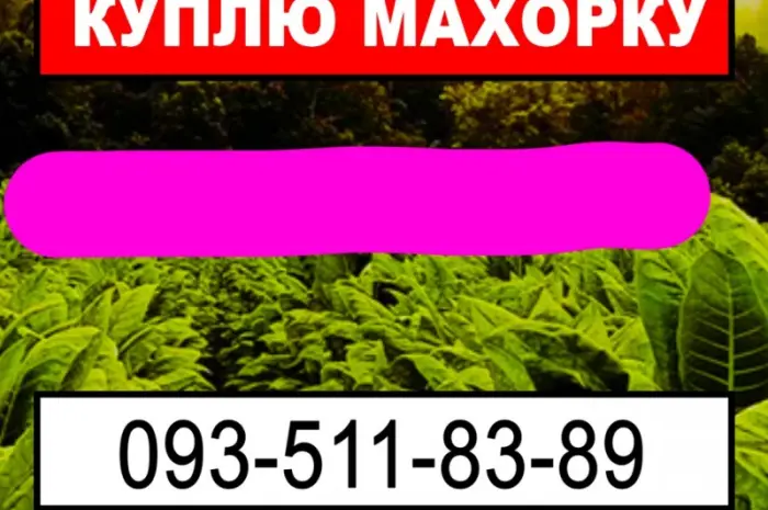 Куплю махорку з вашого городу- фото № 1
