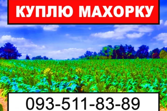 Махорка - Ваша- фото № 1