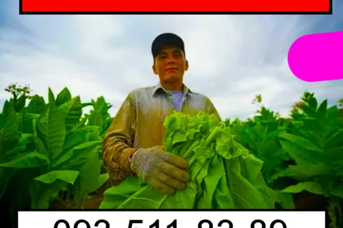 Купим лишний табак – звони- фото № 1