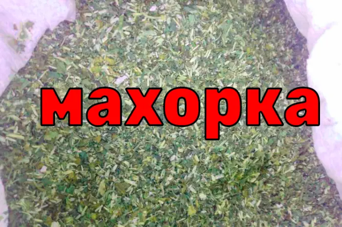 Махорка нового сезона 2023- фото № 1