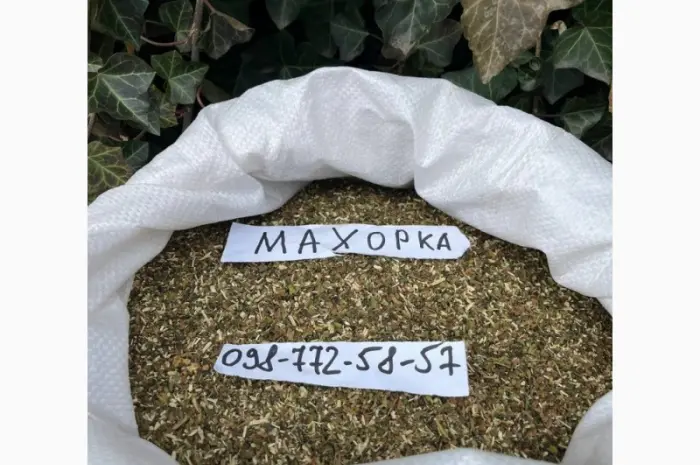 Махорка нового сезону 2025 не гірчить- фото № 1
