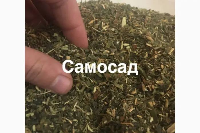 САМОСАД домашний МАХОРКА для мужиков не вонючая 2023 года- фото № 1