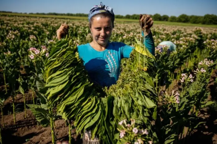 Есть свой домашний махорка - самосад а также табак хлопья и лапша резка 2 сорта- фото № 1